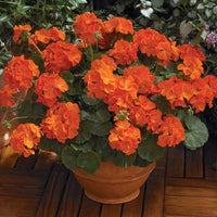 hell Orange Geranie mehrjährig Blumensamen zur Aussaat kompakt Wuchs Traditionssorte & ohne Gentechnik Samen Hausgarten