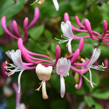 Cape (cape honeysuckle) samen for anpflanzung in home garten