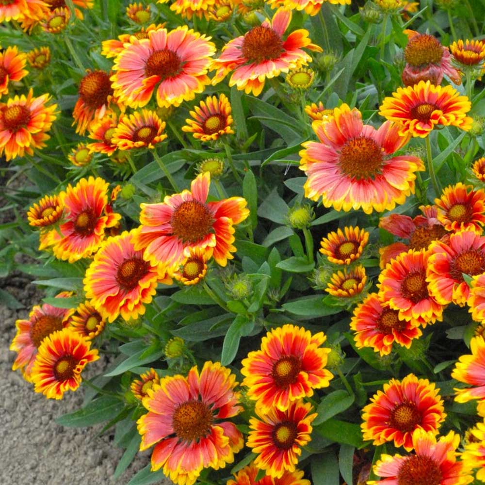 Gelb und Rot Arizona Blumensamen zur Aussaat