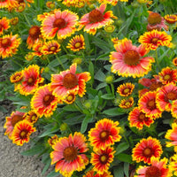 Gelb und Rot Arizona Blumensamen zur Aussaat