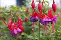 Traditionssorte Fuchsie Blumensamen zur Aussaat duftend Blüten Traditionssorte & ohne Gentechnik Samen Hausgarten