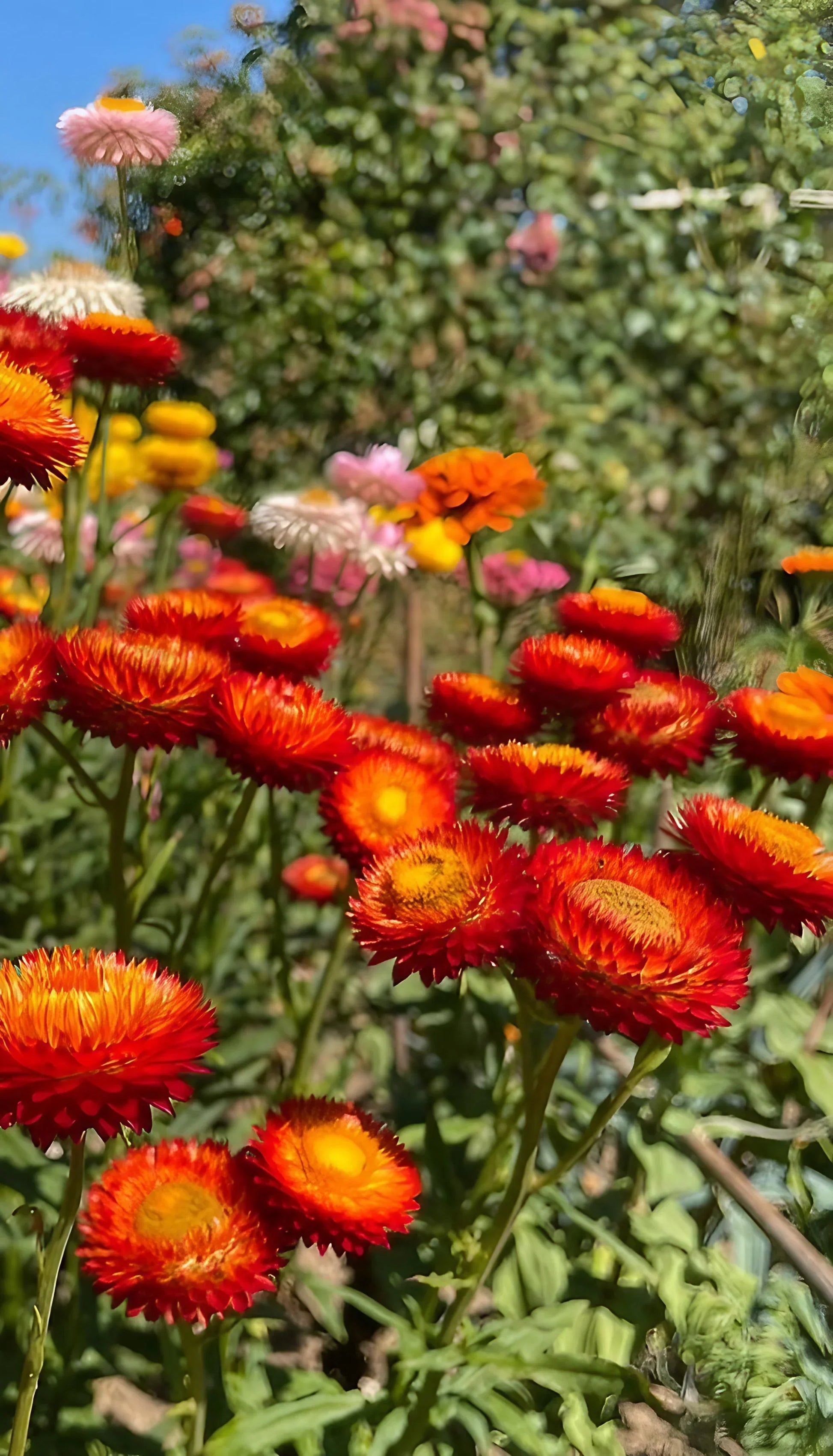 Rot gelb strawflower samen anpflanzung dried blooms blume