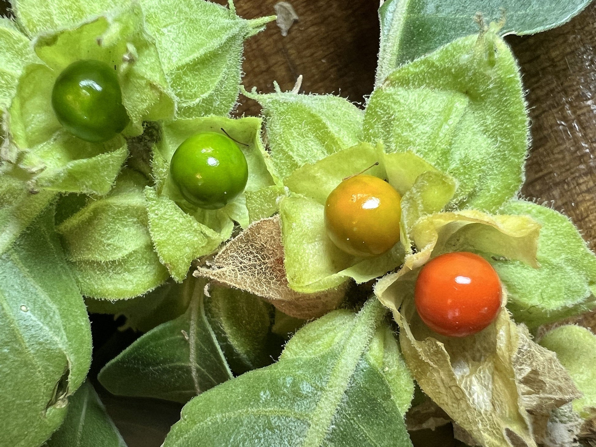 Grün Ashwagandha Blumensamen zur Aussaat – Wildblume Mischung – Traditionssorte & ohne Gentechnik Samen Hausgarten