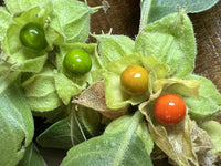 Grün Ashwagandha Blumensamen zur Aussaat – Wildblume Mischung – Traditionssorte & ohne Gentechnik Samen Hausgarten