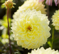 hell Gelb Dahlie Blumensamen zur Aussaat lang Blüte Saison Traditionssorte & ohne Gentechnik Samen Hausgarten