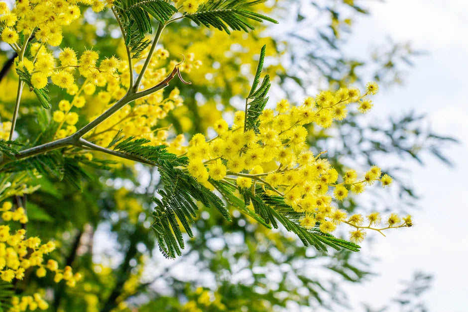 Dealbata mimosa blume samen for anpflanzung perfect for borders heirloom & gmo free samen for home garten 
 
 sale for anpflanzung in home garten
