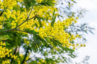 Dealbata mimosa blume samen for anpflanzung perfect for borders heirloom & gmo free samen for home garten 
 
 sale for anpflanzung in home garten