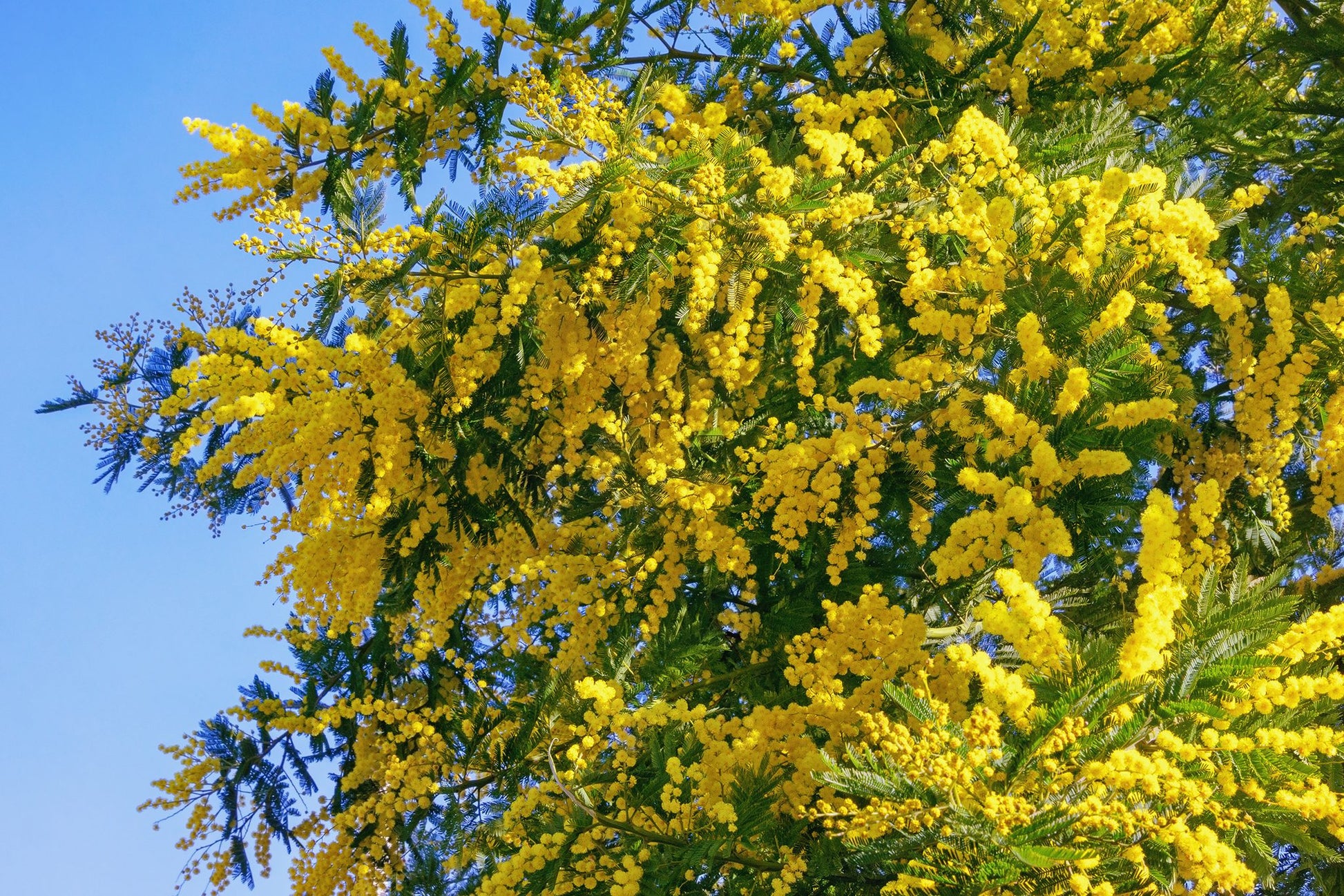 Dealbata Mimosa Blumensamen zur Aussaat ideal Rabatten Traditionssorte & ohne Gentechnik Samen Hausgarten