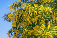 Dealbata Mimosa Blumensamen zur Aussaat ideal Rabatten Traditionssorte & ohne Gentechnik Samen Hausgarten