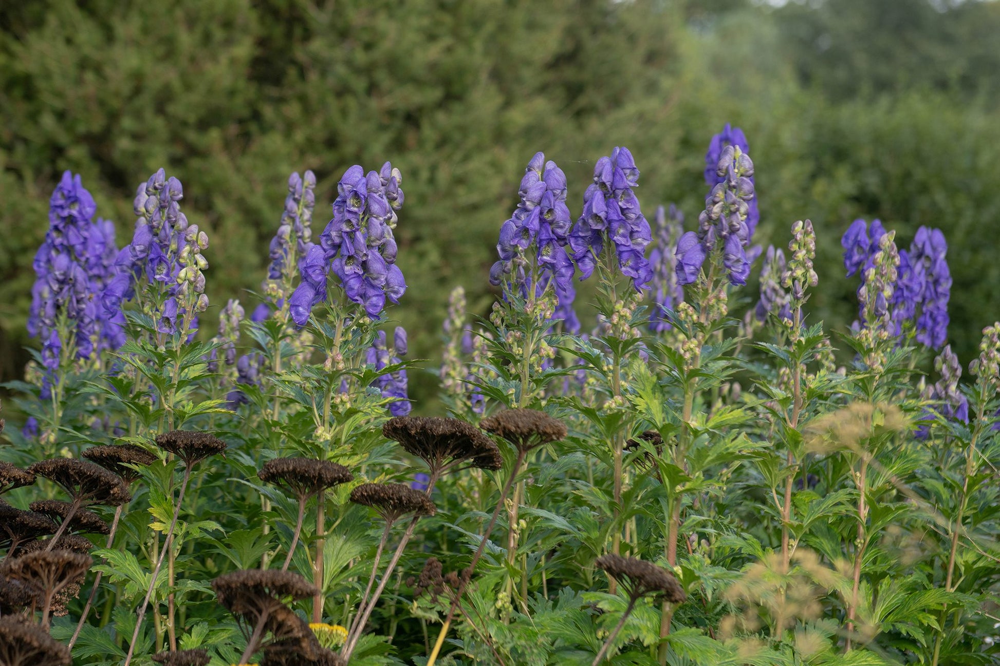 Monkshood Blumensamen zur Aussaat – Halbschatten verträglich – Traditionssorte & ohne Gentechnik Samen Hausgarten