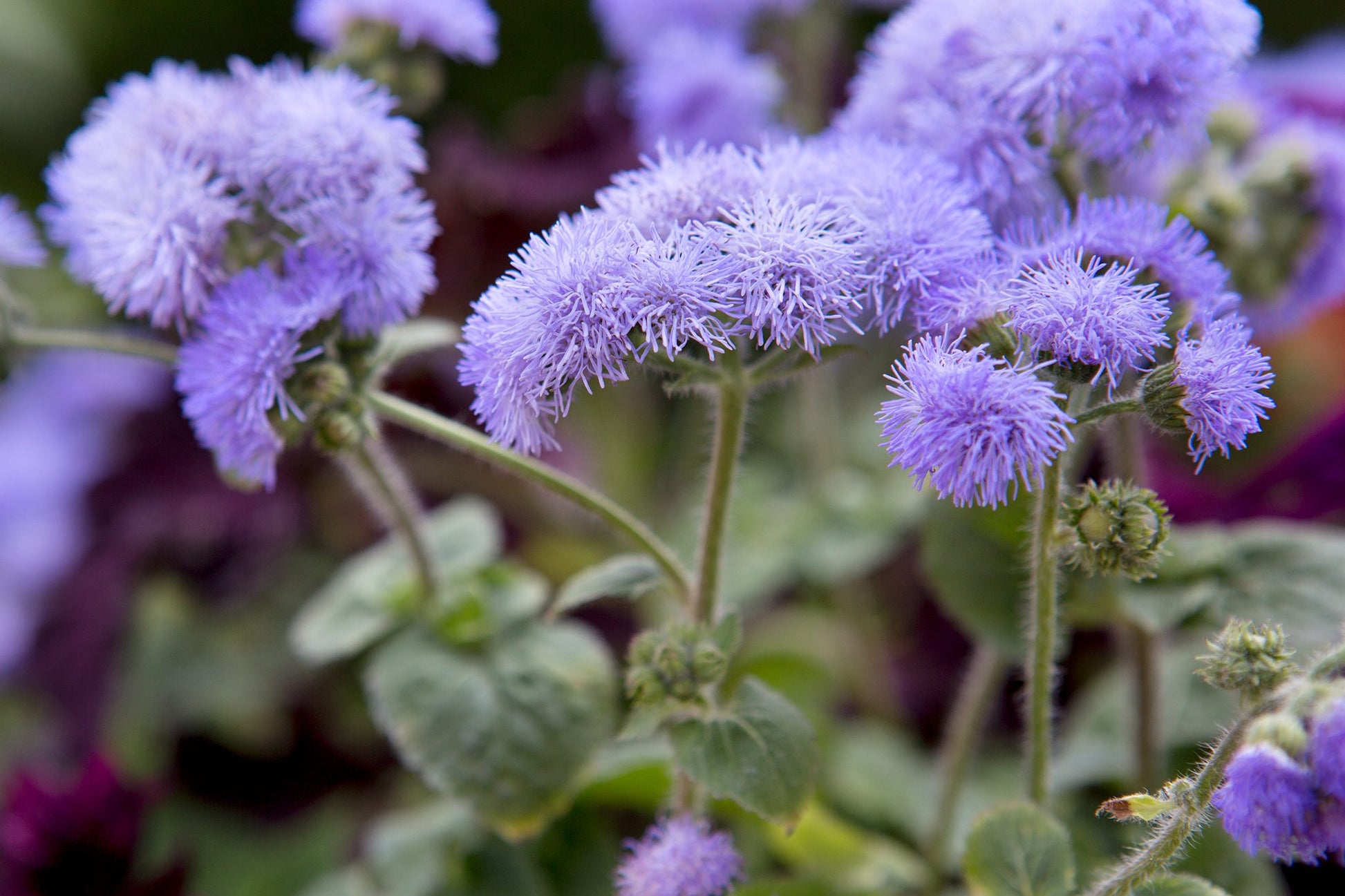 Ageratum Blumensamen zur Aussaat duftend Blüten Traditionssorte & ohne Gentechnik Samen Hausgarten