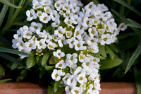 Alyssum Blumensamen zur Aussaat kompakt Wuchs Traditionssorte & ohne Gentechnik Samen Hausgarten