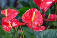 Rot Weiß Flamingoblume zur Aussaat Schnitt Blume beliebt Traditionssorte & ohne Gentechnik Samen Hausgarten