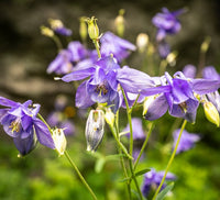 Lila Weiß William Guiness Blumensamen zur Aussaat – kompakt Wuchs – Traditionssorte & ohne Gentechnik Samen Hausgarten