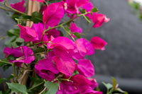 Rosa Drillingsblume Blumensamen zur Aussaat – Schnitt Blume beliebt – Traditionssorte & ohne Gentechnik Samen Hausgarten