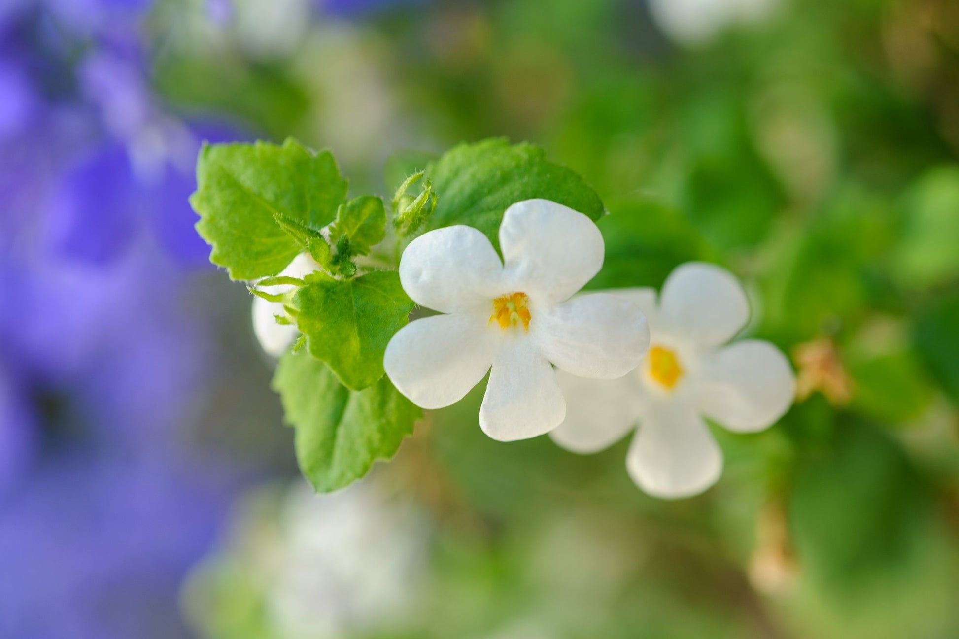 Weiß Bacopa Blumensamen zur Aussaat Bestäuber freundlich Traditionssorte & ohne Gentechnik Samen Hausgarten