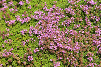 Rosa Creeping Thyme Blumensamen zur Aussaat Anzucht Traditionssorte & ohne Gentechnik Samen Hausgarten