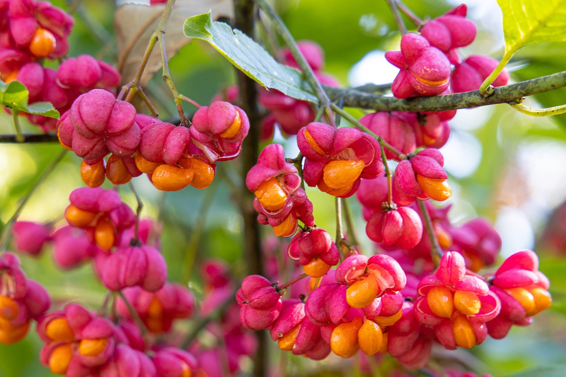 Spindle Blumensamen zur Aussaat kompakt Wuchs Traditionssorte & ohne Gentechnik Samen Hausgarten