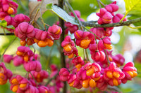 Spindle Blumensamen zur Aussaat kompakt Wuchs Traditionssorte & ohne Gentechnik Samen Hausgarten