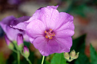 Violett Abutilon Vitifolium Samen zur Aussaat – elegant Gartenblumen