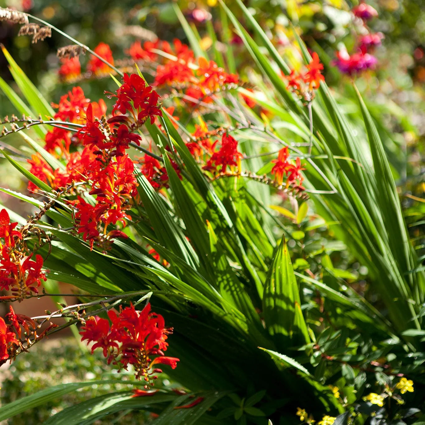 Crocosmia Blumensamen zur Aussaat – Wildblume Mischung – Traditionssorte & ohne Gentechnik Samen Hausgarten