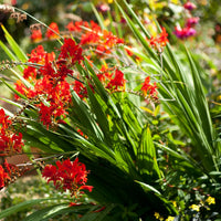 Crocosmia Blumensamen zur Aussaat – Wildblume Mischung – Traditionssorte & ohne Gentechnik Samen Hausgarten