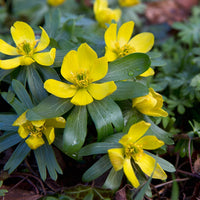 Gelb Aconite Blumensamen zur Aussaat Garten beliebt Traditionssorte & ohne Gentechnik Samen Hausgarten