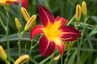Weiß Violett Hemerocallis Blumensamen zur Aussaat – kompakt Wuchs – Traditionssorte & ohne Gentechnik Samen Hausgarten