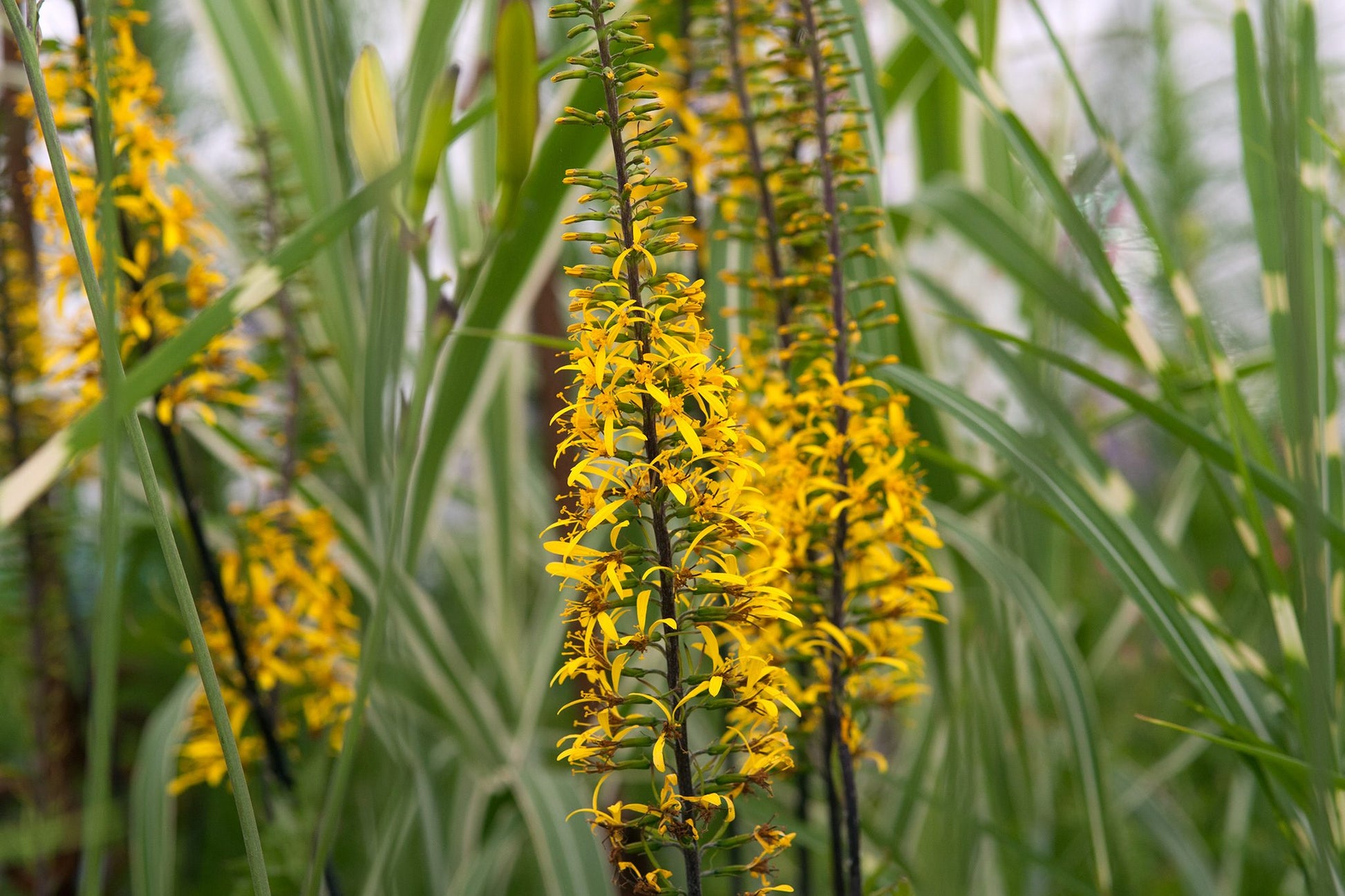 Gelb Ligularia Blumensamen zur Aussaat – leuchtend Blüten – Traditionssorte & ohne Gentechnik Samen Hausgarten