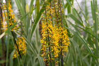 Gelb Ligularia Blumensamen zur Aussaat – leuchtend Blüten – Traditionssorte & ohne Gentechnik Samen Hausgarten