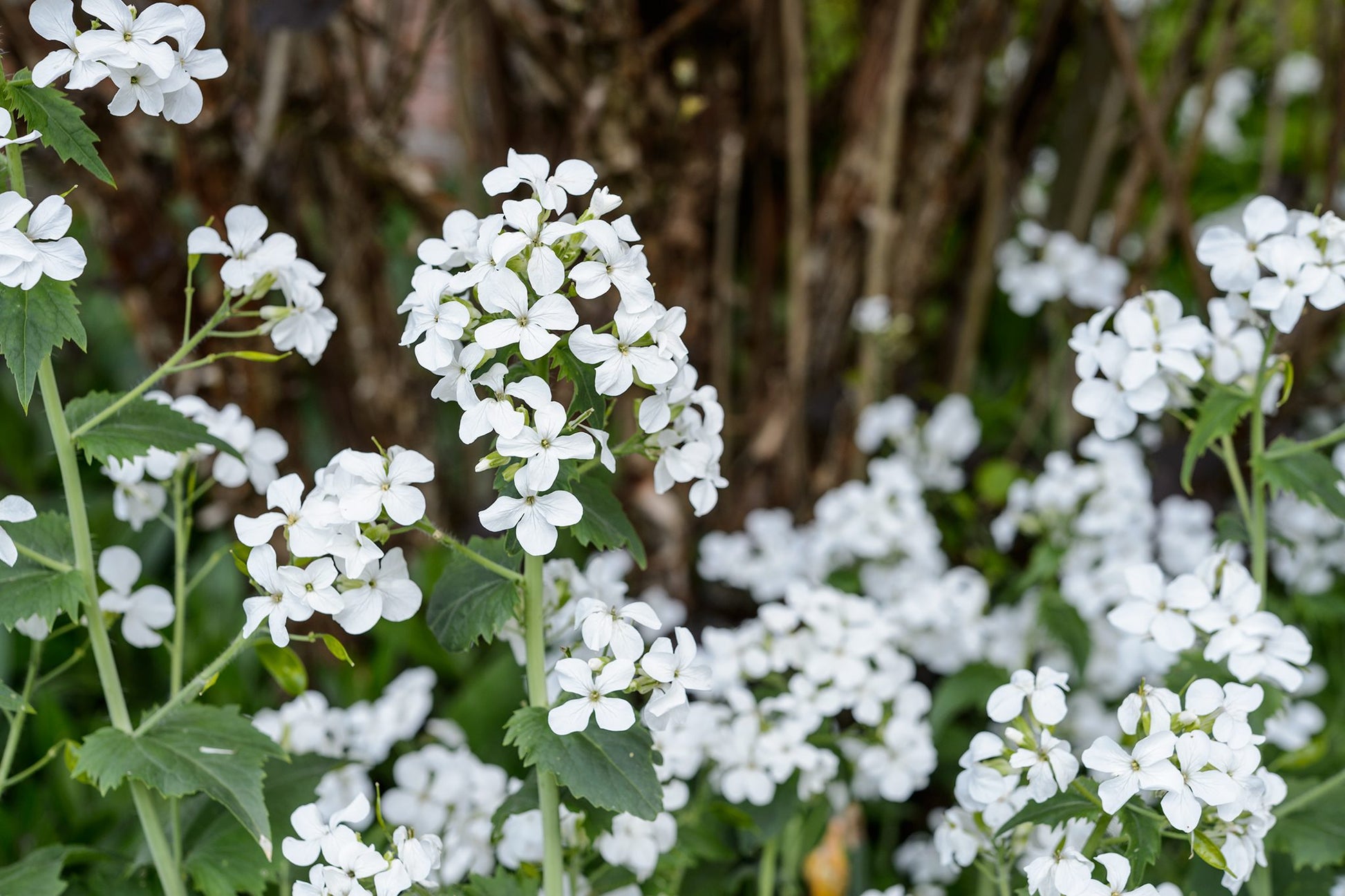 Weiß Lunaria Rediviva Blumensamen zur Aussaat – hochwertige Qualitäts- – Traditionssorte & ohne Gentechnik Samen Hausgarten