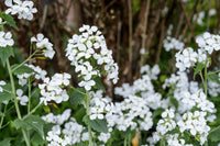 Weiß Lunaria Rediviva Blumensamen zur Aussaat – hochwertige Qualitäts- – Traditionssorte & ohne Gentechnik Samen Hausgarten