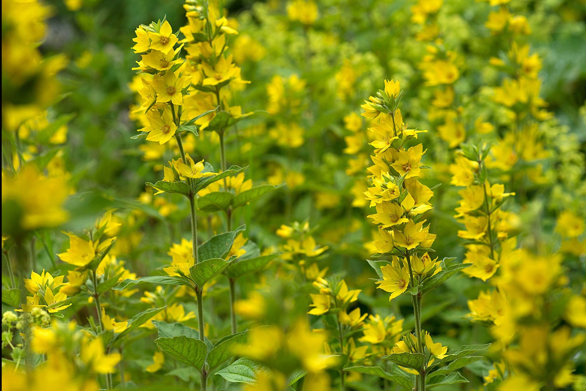 Lysimachus Punctata Blumensamen zur Aussaat Bestäuber freundlich Traditionssorte & ohne Gentechnik Samen Hausgarten