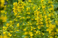Lysimachus Punctata Blumensamen zur Aussaat Bestäuber freundlich Traditionssorte & ohne Gentechnik Samen Hausgarten