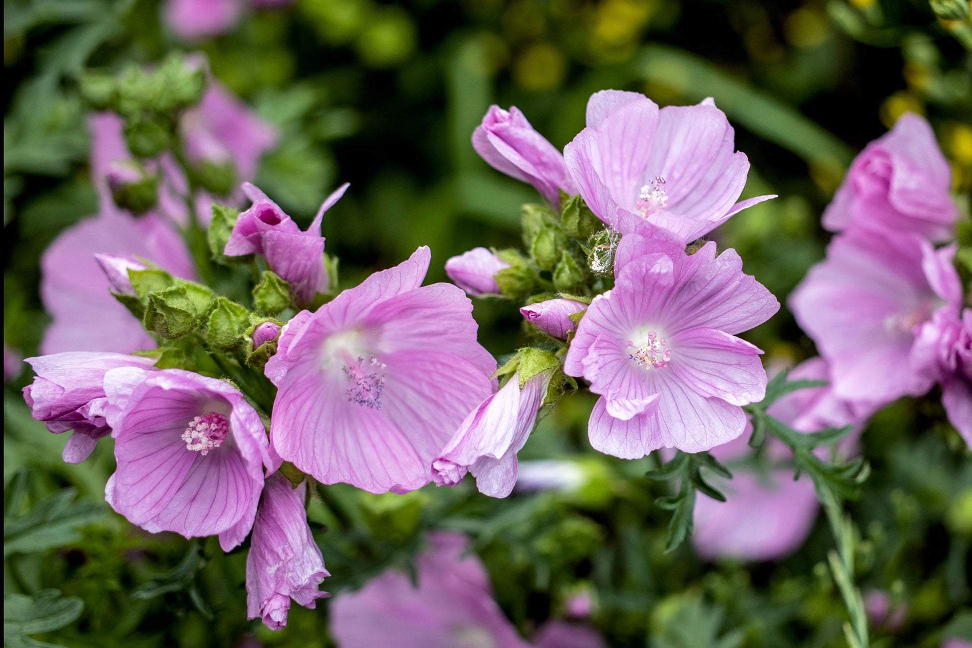 Traditionssorte Moschata Blumensamen zur Aussaat hochwertige Qualitäts- Traditionssorte & ohne Gentechnik Samen Hausgarten