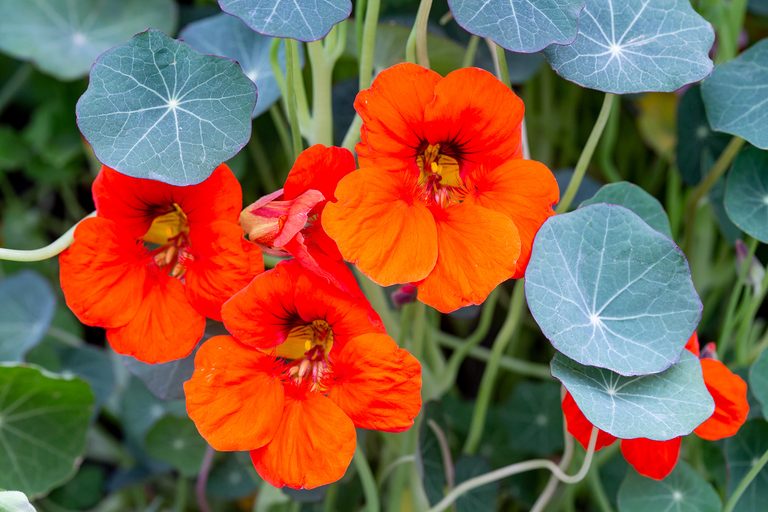 Kapuzinerkresse Blumensamen zur Aussaat – Landhaus Garten wichtig – Traditionssorte & ohne Gentechnik Samen Hausgarten