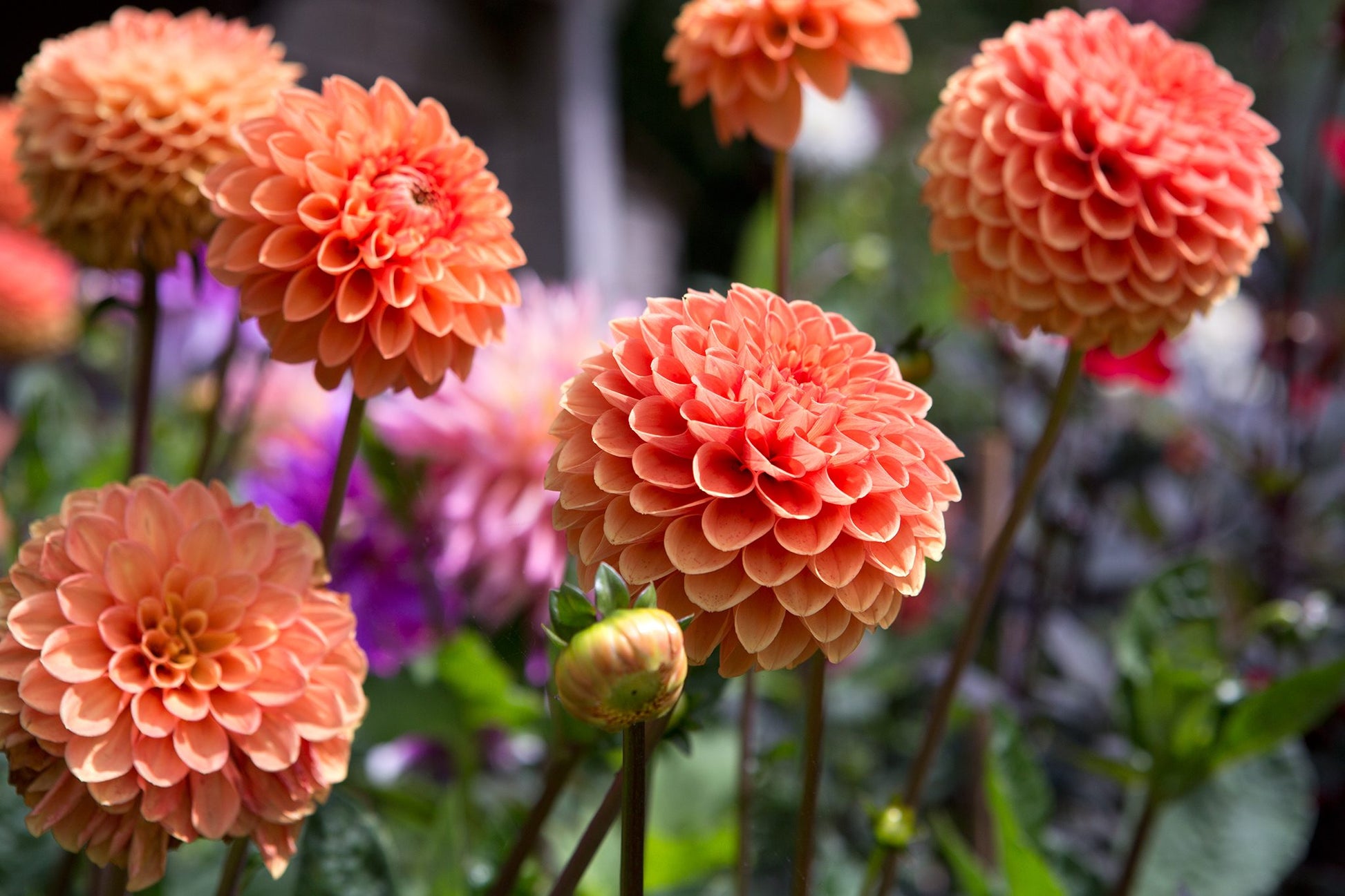 Orange Dahlias Blumensamen zur Aussaat – Landhaus Garten wichtig – Traditionssorte & ohne Gentechnik Samen Hausgarten
