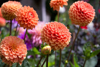 Orange Dahlias Blumensamen zur Aussaat – Landhaus Garten wichtig – Traditionssorte & ohne Gentechnik Samen Hausgarten