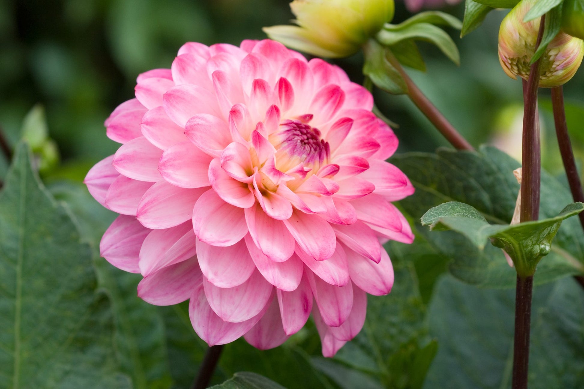 Traditionssorte Dahlie Blumensamen zur Aussaat leuchtend Traditionssorte & ohne Gentechnik Samen Hausgarten