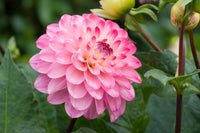 Traditionssorte Dahlie Blumensamen zur Aussaat leuchtend Traditionssorte & ohne Gentechnik Samen Hausgarten
