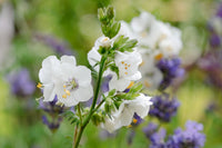 Jacob's Ladder Blumensamen zur Aussaat kompakt Wuchs Traditionssorte & ohne Gentechnik Samen Hausgarten