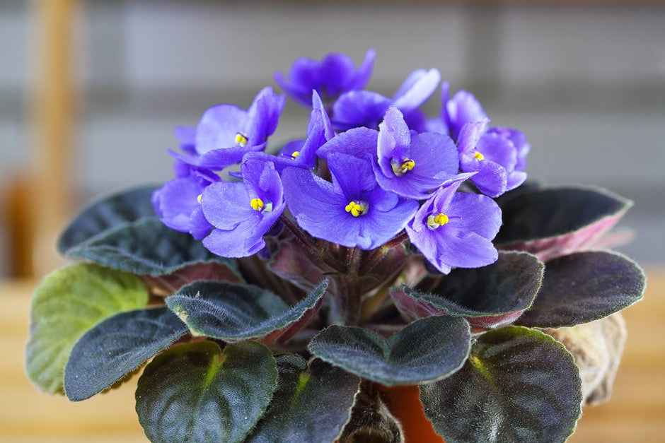 African Violett Blumensamen zur Aussaat – Anzucht – Traditionssorte & ohne Gentechnik Samen Hausgarten
