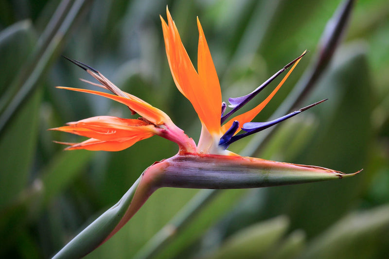 Strelitzia (strelitzia reginae) samen for anpflanzung in home garten