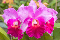 Rosa Cattleya Blumensamen zur Aussaat – Halbschatten verträglich – Traditionssorte & ohne Gentechnik Samen Hausgarten