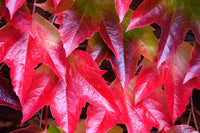 Parthenocissus Tricuspidata Blumensamen zur Aussaat Landhaus Garten wichtig Traditionssorte & ohne Gentechnik Samen Hausgarten