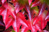 Boston Ivy Vine Virginia Creeper Parthenocissus tricuspidata kletternd Samen Blumensamen zur Aussaat – leuchtend Blüten – Traditionssorte & ohne Gentechnik Samen Hausgarten