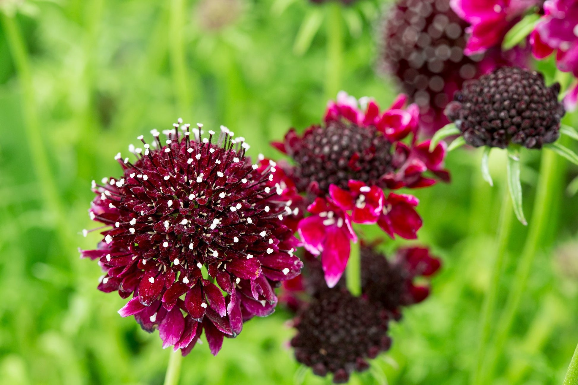 Gelb Scabious Blumensamen zur Aussaat – Anzucht – Traditionssorte & ohne Gentechnik Samen Hausgarten