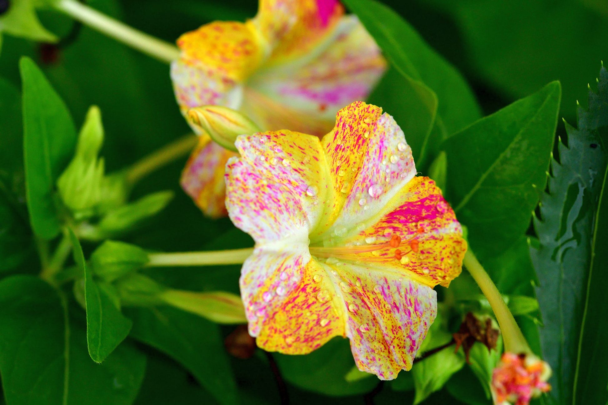 Mirabilis Jalapa Blumensamen zur Aussaat Halbschatten verträglich Traditionssorte & ohne Gentechnik Samen Hausgarten