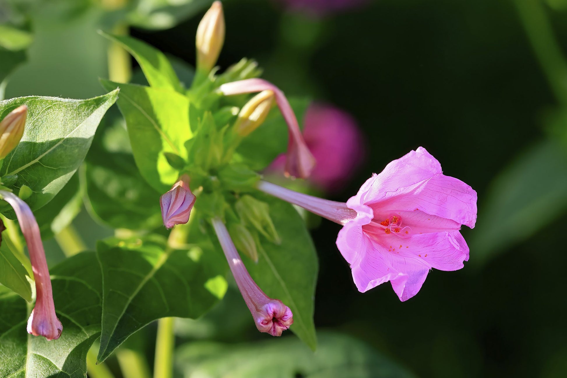 Mirabilis Jalapa Blumensamen zur Aussaat Garten beliebt Traditionssorte & ohne Gentechnik Samen Hausgarten