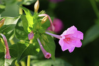 Mirabilis Jalapa Blumensamen zur Aussaat Garten beliebt Traditionssorte & ohne Gentechnik Samen Hausgarten